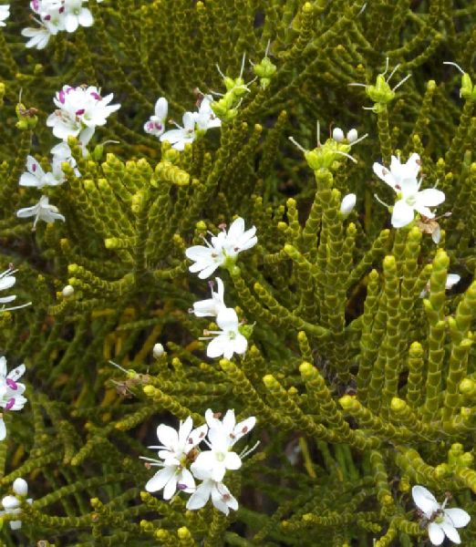 Hebe ochracea 'James Stirling'